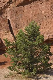 I didn't think that would matter since they grow outside in an even bigger area. Pinyon Pine Information Learn About Pinyon Pine Tree Growing And More