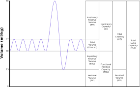 Lung Volumes Wikipedia