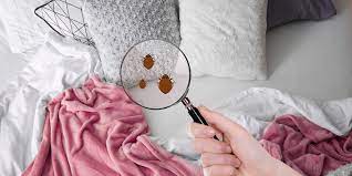 Why You Need A Bed Bug Mattress Cover