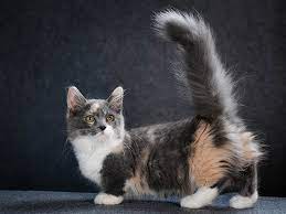 8 amazing facts about munchkin cats