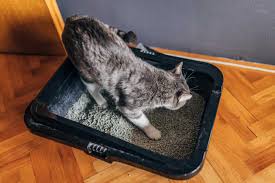 where to put a cat litter box time