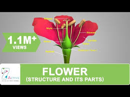 flower structure and its parts you