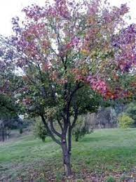 Multiple fruits, also called collective fruits, are fruiting bodies formed from a cluster of fruiting flowers, the inflorescence. Are Multigraft Fruit Trees A Good Idea Grow Great Fruit