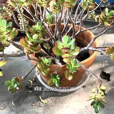 jade plant branches or leaves