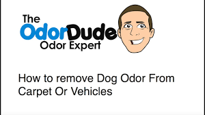 dog smell out of carpet odor expert