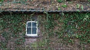 An Old Brick House Overgrown With Ivy