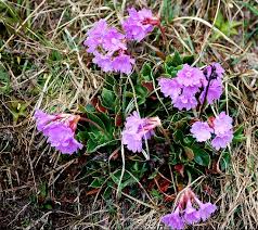 Primula glaucescens - Alpine Garden Society