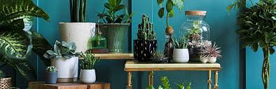 8 Common Houseplants And How To Care