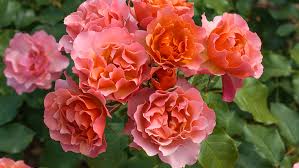 JEAN COCTEAU® Meikokan • Meilland International