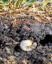 Billbugs And White Grubs Control In Home Lawns 5 516