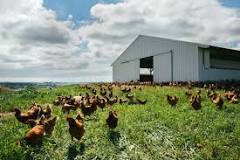 what-brands-of-eggs-are-pasture-raised