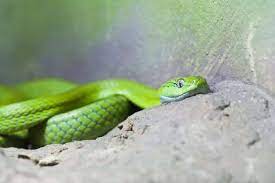 green snake in dream meaning and