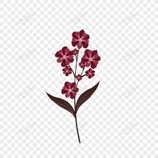 maroon flowers images hd pictures for