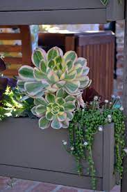Plant These 12 Succulents For Instant