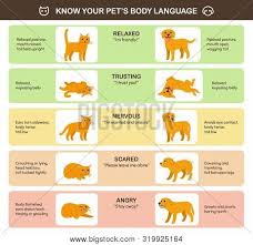 Cat Dog Body Language Vector Photo Free Trial Bigstock
