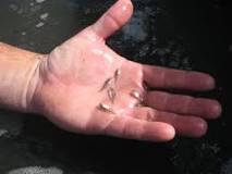 Image result for Fish Fingerlings meaning