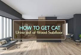 cat urine out of wood suloor