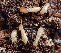 Does Mulch Attract Termites Mulch