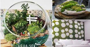 11 Diy Indoor Moss Garden Ideas