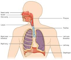 Respiratory System Definition Function And Parts