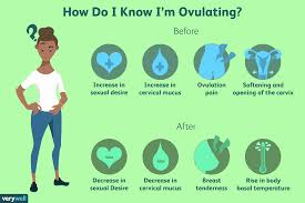 Ovulation Everything You Need To Know To Get Pregnant