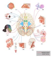 cranial nerve disorders