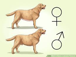 3 Ways To Select A Labrador Retriever Wikihow
