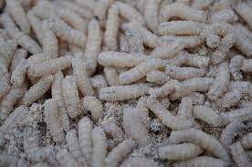 what are maggots and how to get rid of