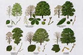 British Tree Leaf Biological Science Picture Directory
