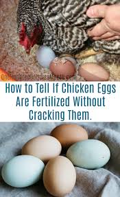 How to see if eggs are off. How Can I Tell If My Chicken Eggs Are Fertilized Without Cracking Them One Hundred Dollars A Month