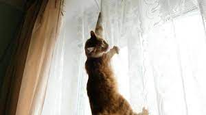a cat climbing curtains walls