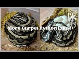 more carpet python eggs no 90 you