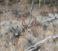 Don't forget to subscribe to our channel for more deer hunting videos! How To Score A Mule Deer In The Field The Y Guide