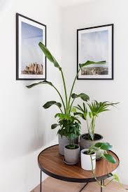 indoor plant corner modern living