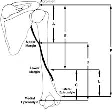Nerves on both sides of the distal humerus run very closely to the bone, especially the ulnar nerve, which perforates the medial intermuscular septum runs and then in its sulcus behind the medial epicondyle. The Course Of The Radial Nerve In Relation To The Humerus Is Viewed Download Scientific Diagram