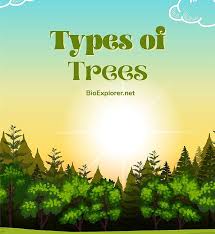 types of trees deciduous trees
