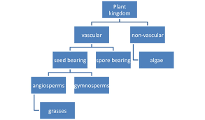 Plant Kingdom Plantae Kingdom Classification And