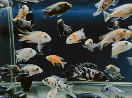 fish swimming in a fish tank free