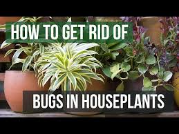 how to get rid of bugs in houseplants
