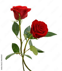 stockfoto two beautiful red rose