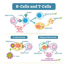 B Cells And T Cells Schematic Diagram Vector Illustration
