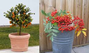 Jual tanaman buah dalam pot (tabulampot) bagi sebagian besar orang di dunia, menanam tanaman adalah hal yang mengasyikkan. 7 Jenis Tanaman Buah Dalam Pot Yang Cepat Berbuah Ayo Budidaya