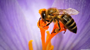 honey bee hd wallpaper