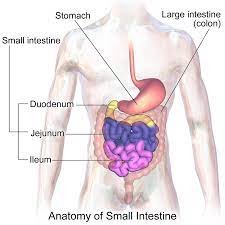It is a long tube that connects your stomach to your large intestine. Small Intestine Wikipedia