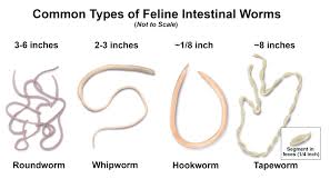 intestinal parasites new plymouth vet