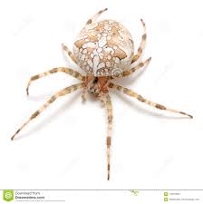 Brown House Spider Stock Photo Image Of Image Front