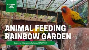 13 sejarah ringkas tempat menarik di cameron highlands. Travel Animal Feeding Rainbow Garden Menarik Di Cameron Highlands Interesting Place In Malaysia Soft Pet