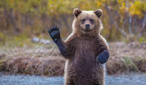 cute waving bear bears grizzly hd