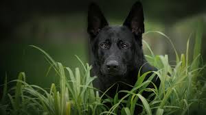black german shepherd dog muzzle hd