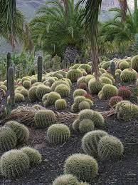Cactus Garden Wikipedia